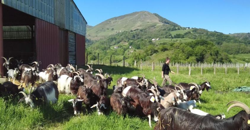 Marie Loisel chevre Idoki