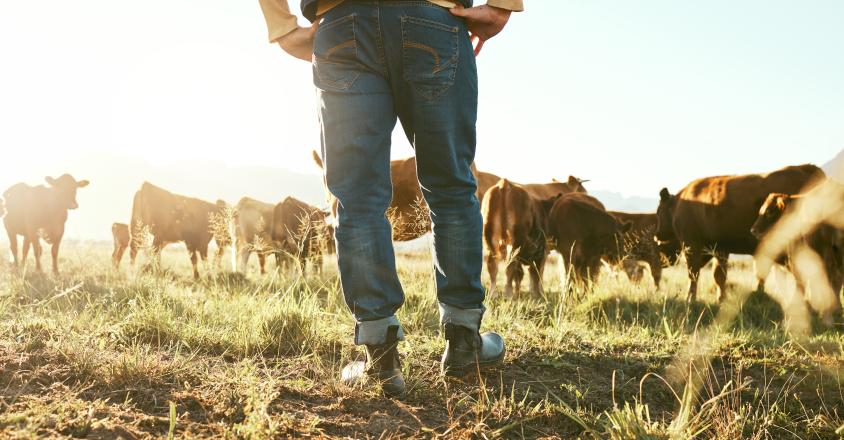 Jambes Vache agriculteur et homme sur lherbe dans la nature