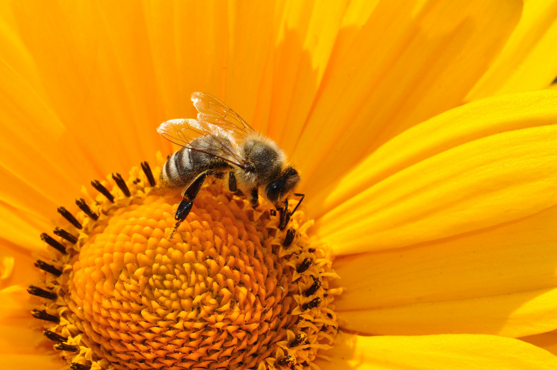 apiculture 3
